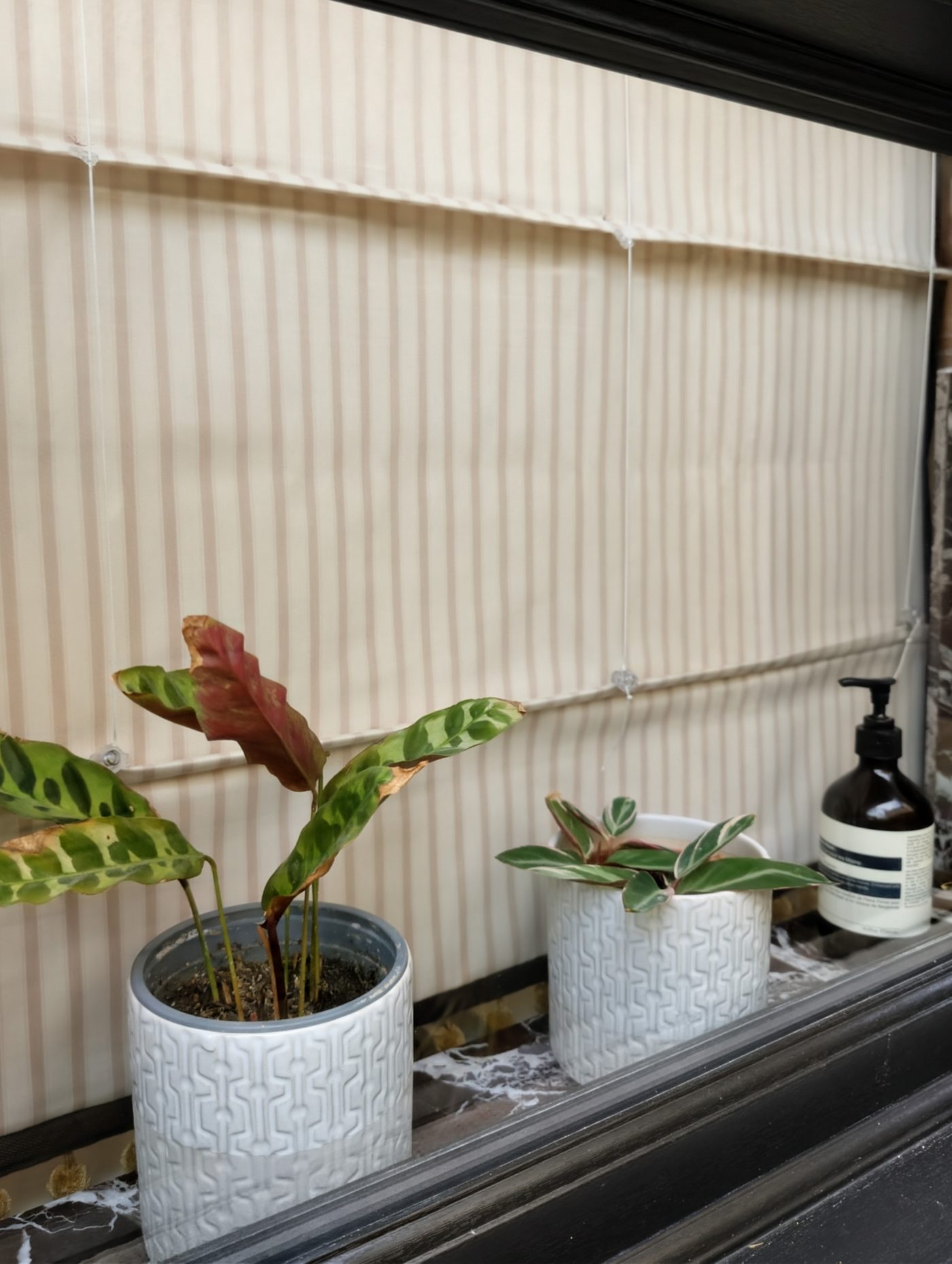Natural woven blind at a window sill planted with houseplants